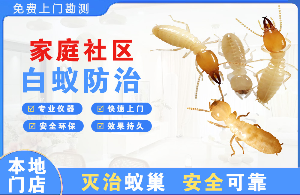 娄底家庭社区白蚁防治