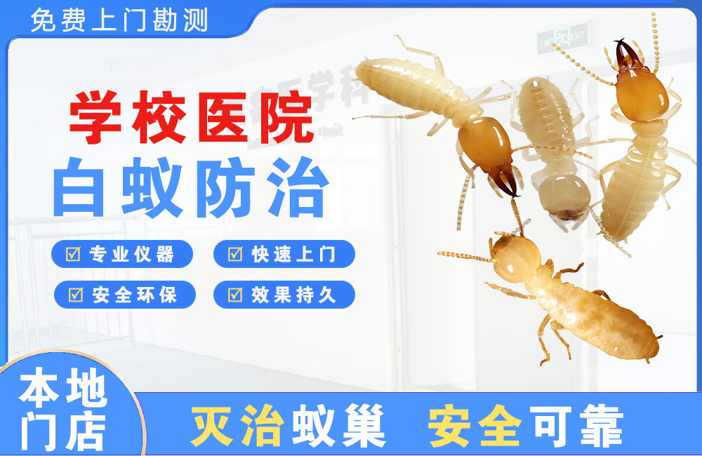 娄底学校医院白蚁防治