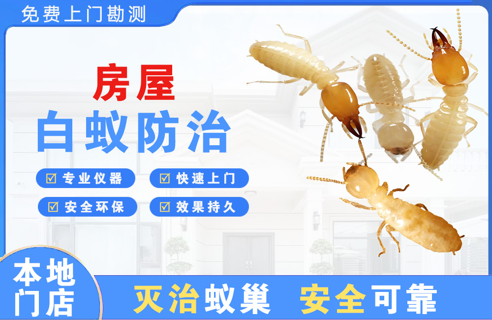 娄底房屋白蚁防治